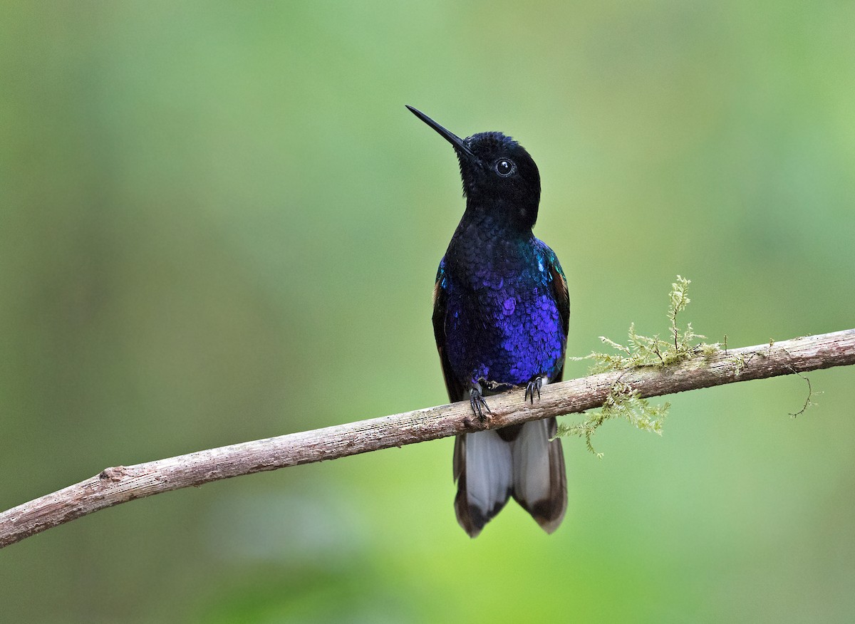 kolibřík hyacintový - ML71415631