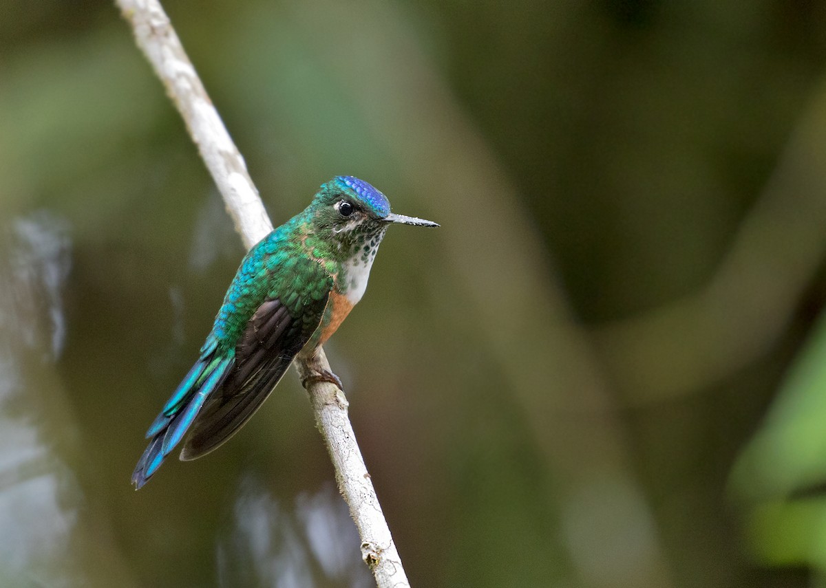 Violet-tailed Sylph - ML71416821