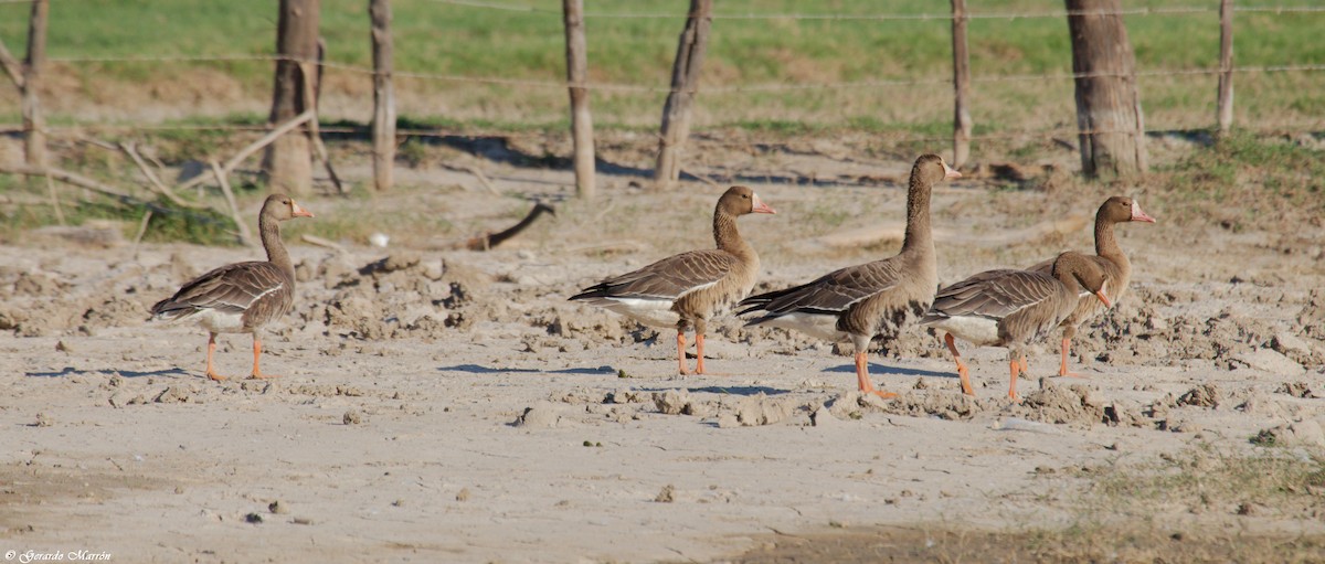 Greater White-fronted Goose - ML71416911