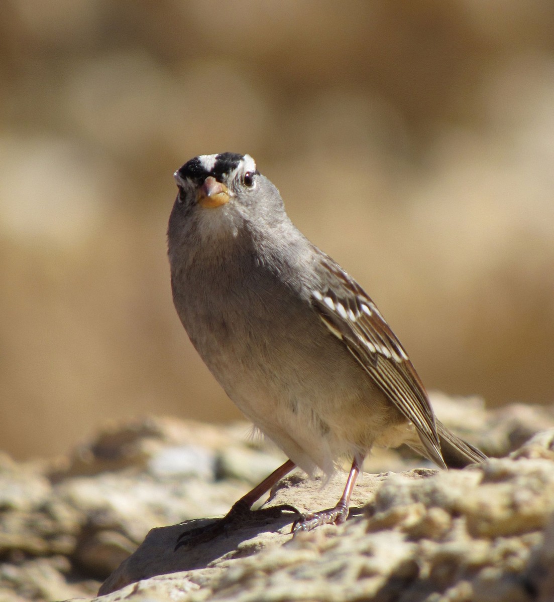 White-crowned Sparrow - Wendy McCrady