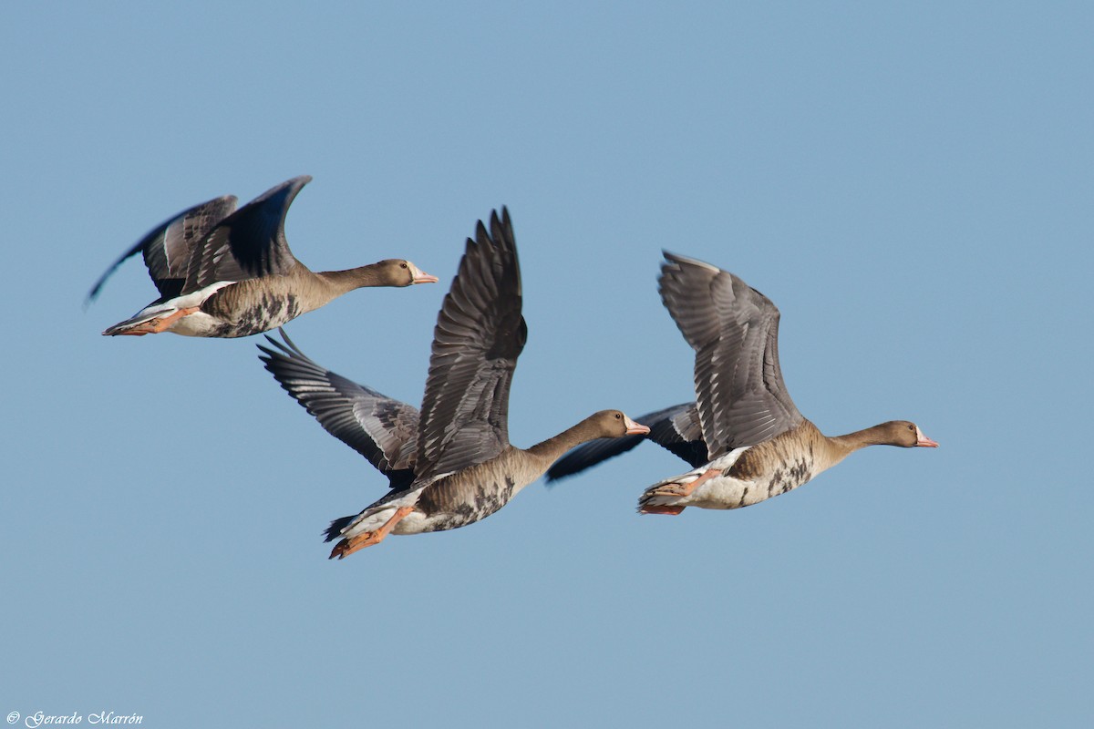 Greater White-fronted Goose - ML71417411