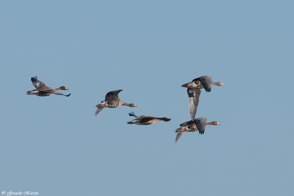 Greater White-fronted Goose - ML71417491