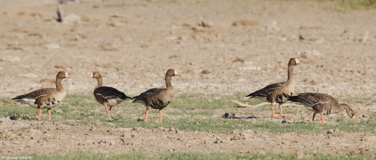 Greater White-fronted Goose - ML71417591