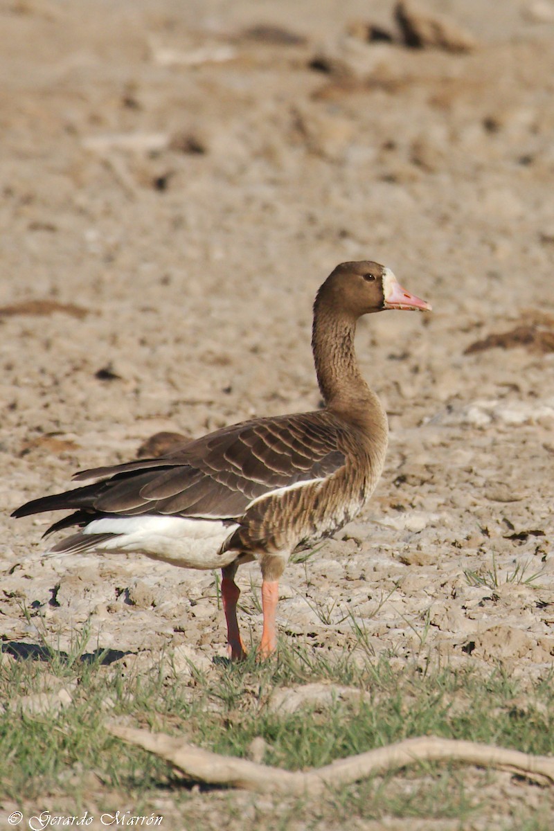 Greater White-fronted Goose - ML71417601