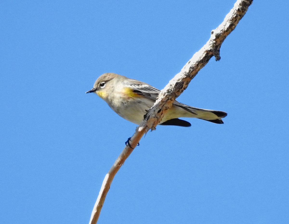 Yellow-rumped Warbler (Audubon's) - Lauri Taylor