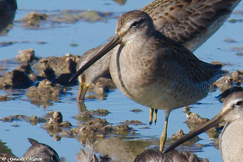 Long-billed Dowitcher - ML71417801