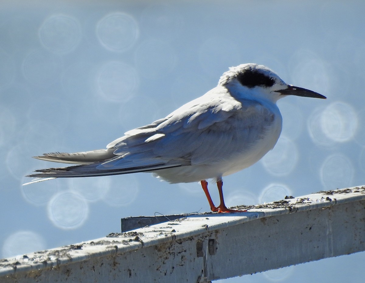 Forster's Tern - Lauri Taylor