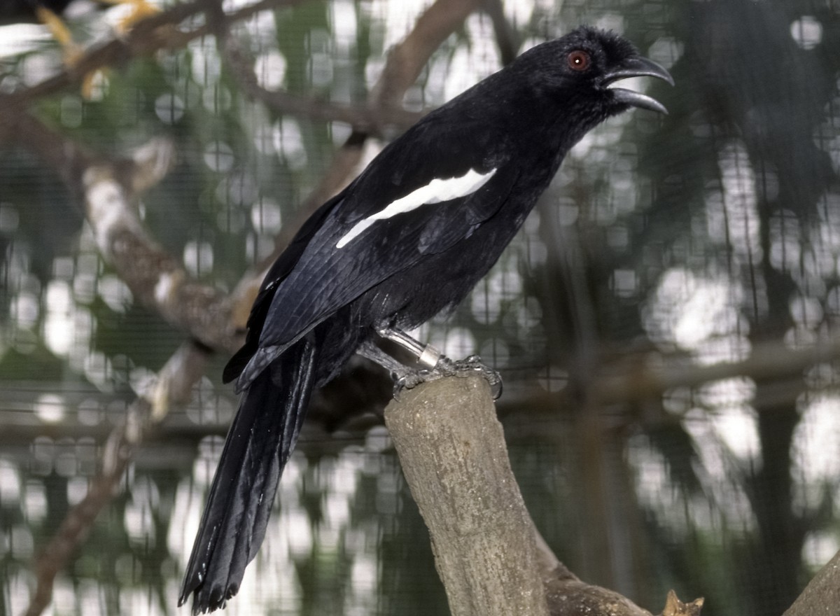 Black Magpie (Malayan) - Josep del Hoyo