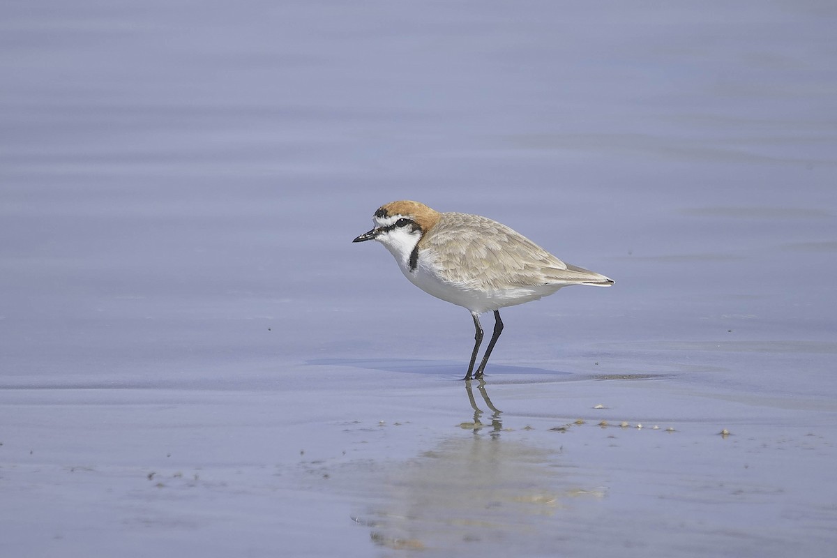 Red-capped Plover - Adam Fry