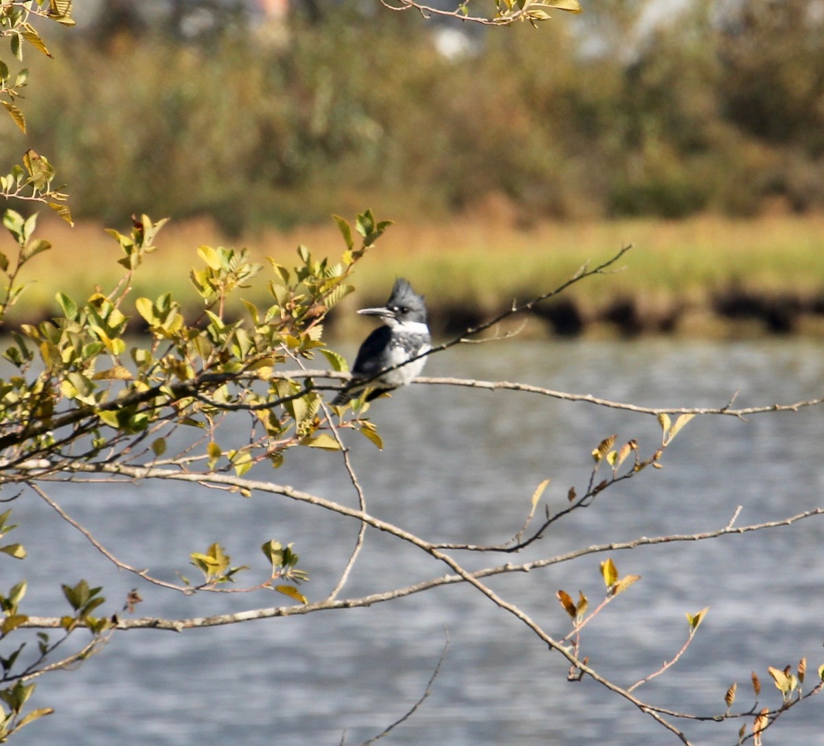 Belted Kingfisher - ML71419691