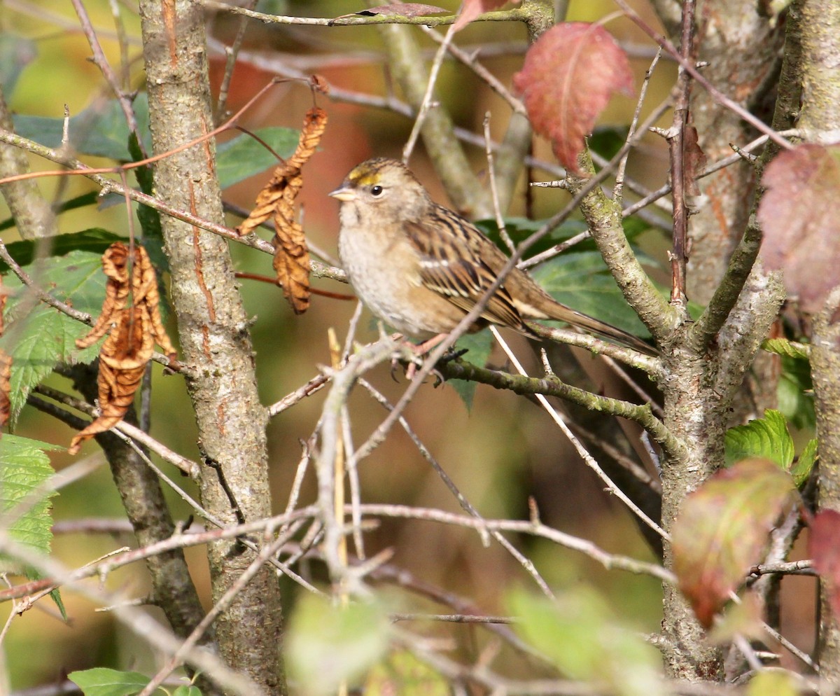 Golden-crowned Sparrow - ML71419831
