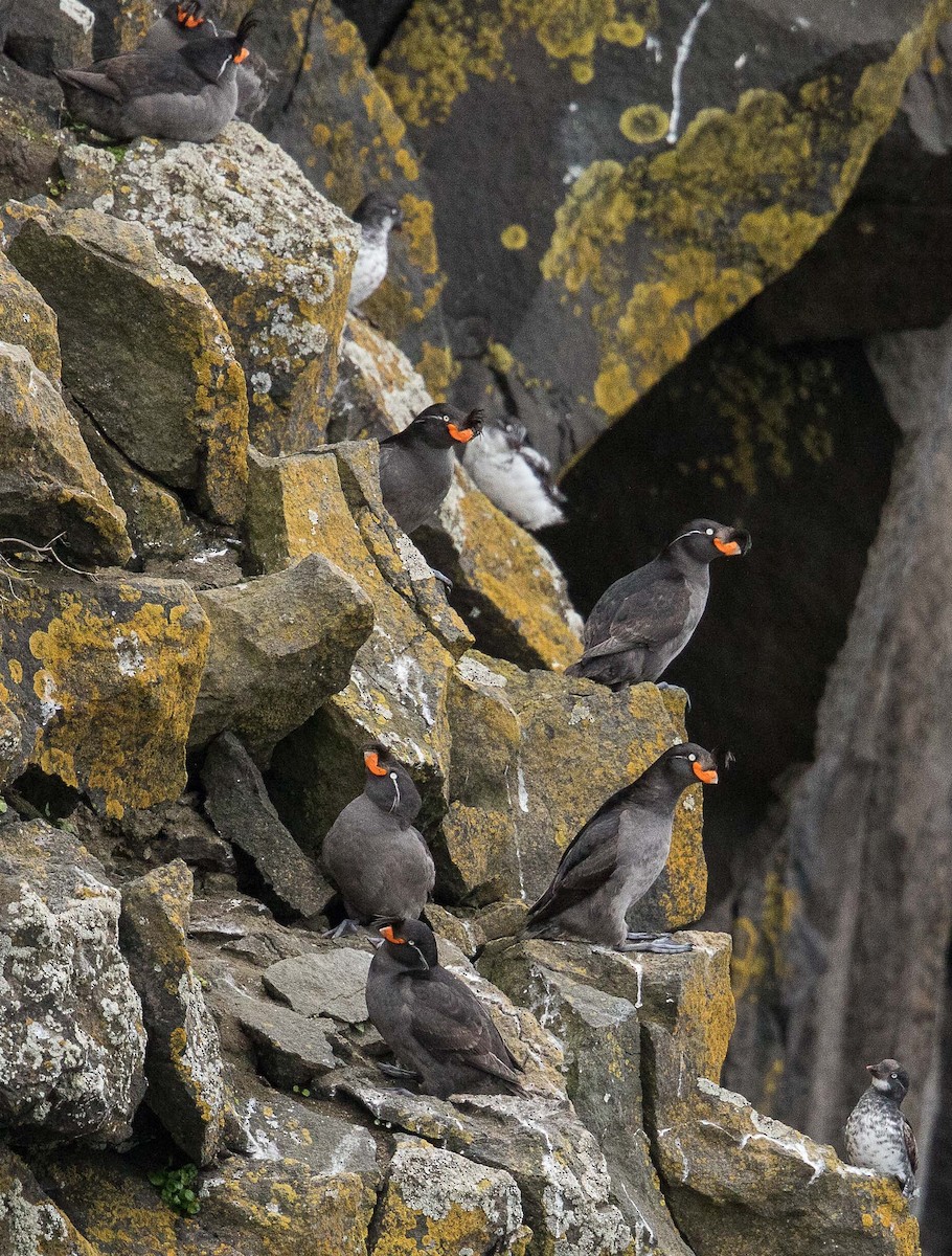 Crested Auklet - ML71420361