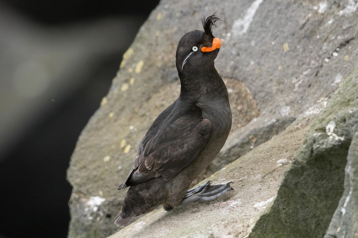 Crested Auklet - ML71420411