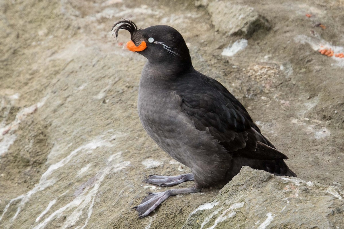 Crested Auklet - ML71420421
