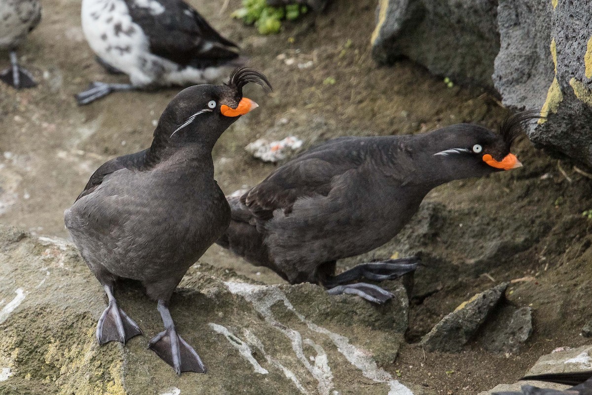 Crested Auklet - ML71420431