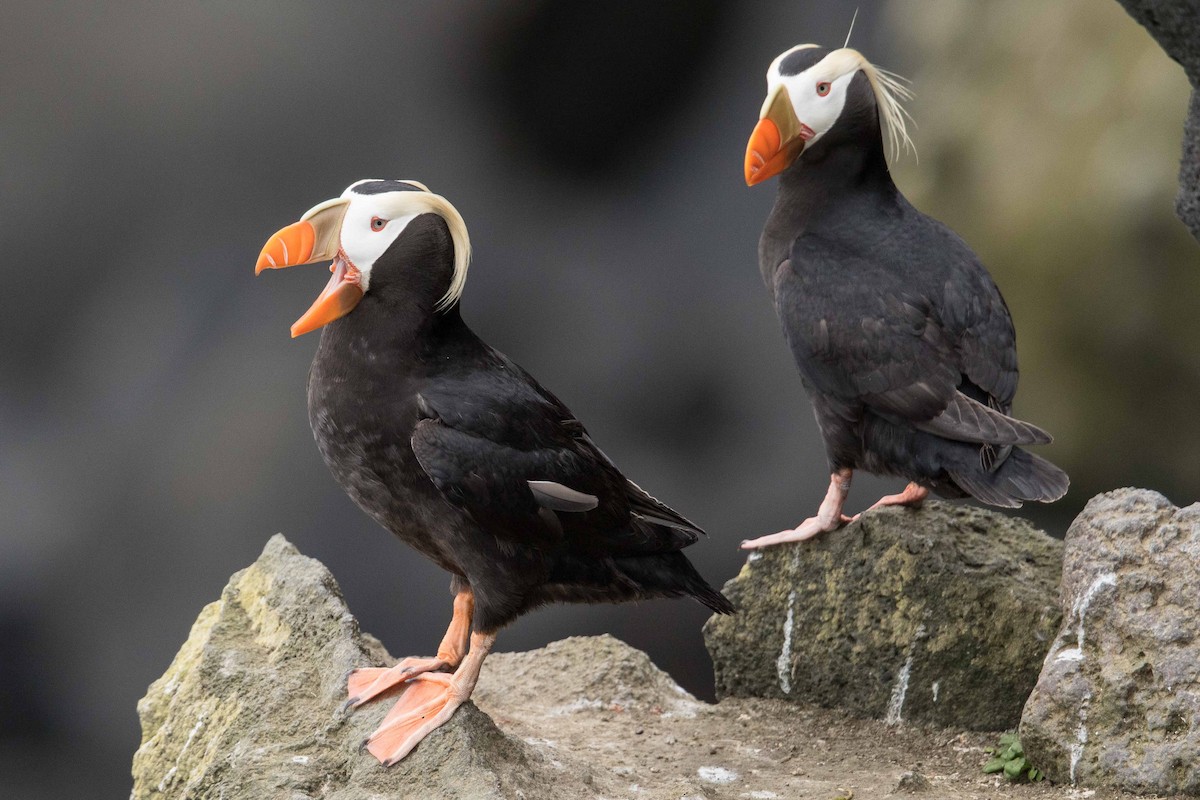 Tufted Puffin - ML71420461