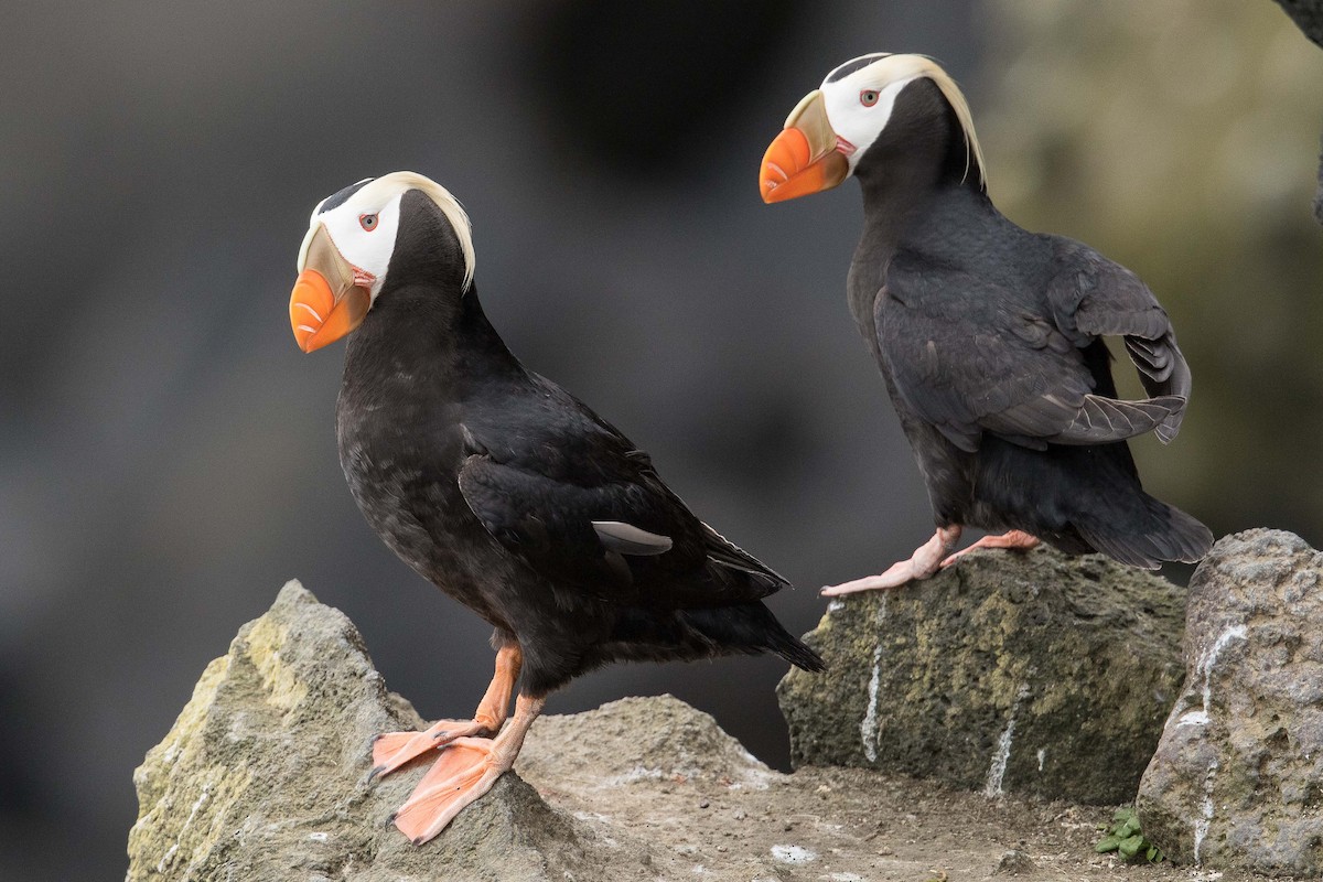 Tufted Puffin - ML71420491