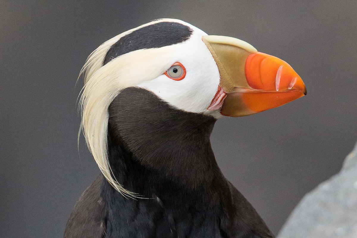 Tufted Puffin - ML71420501