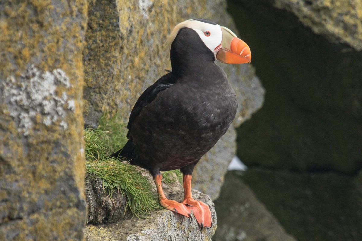 Tufted Puffin - ML71420521