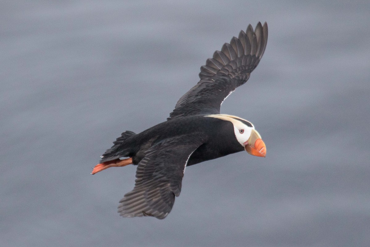 Tufted Puffin - ML71420541