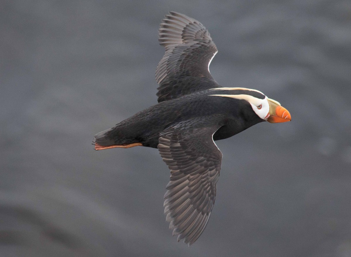 Tufted Puffin - ML71420571