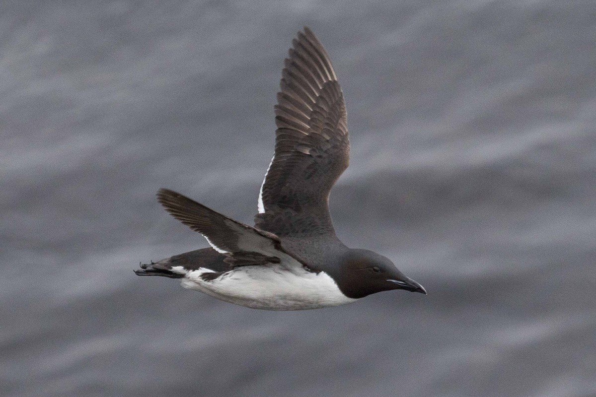 Thick-billed Murre - ML71420611