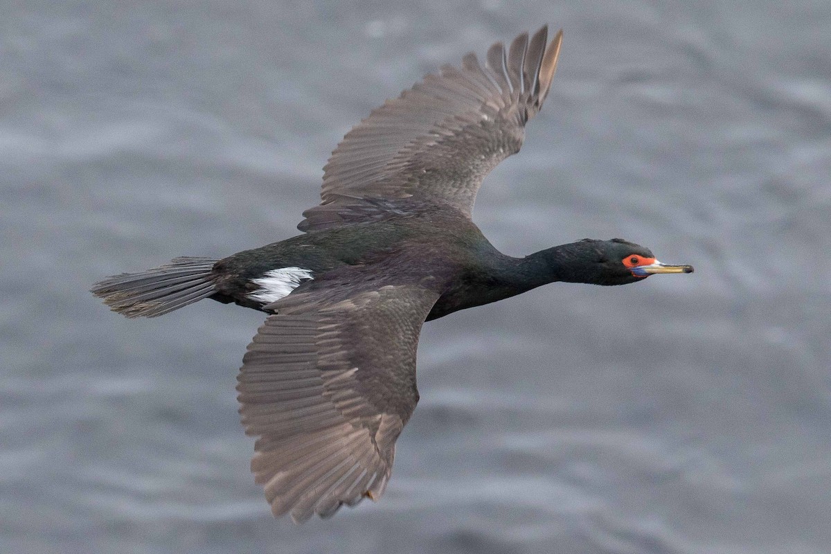 Red-faced Cormorant - ML71420631