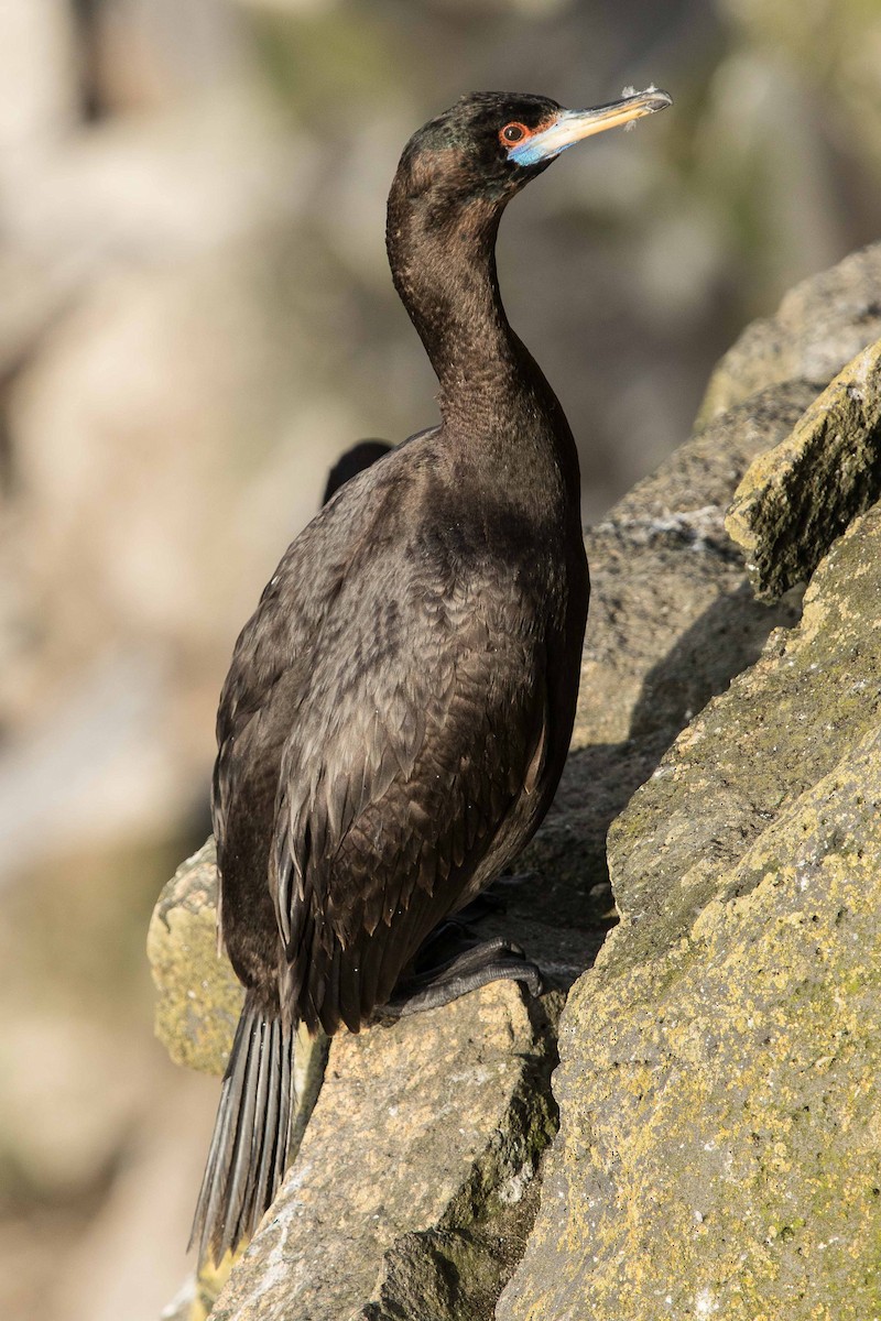 Red-faced Cormorant - ML71420651