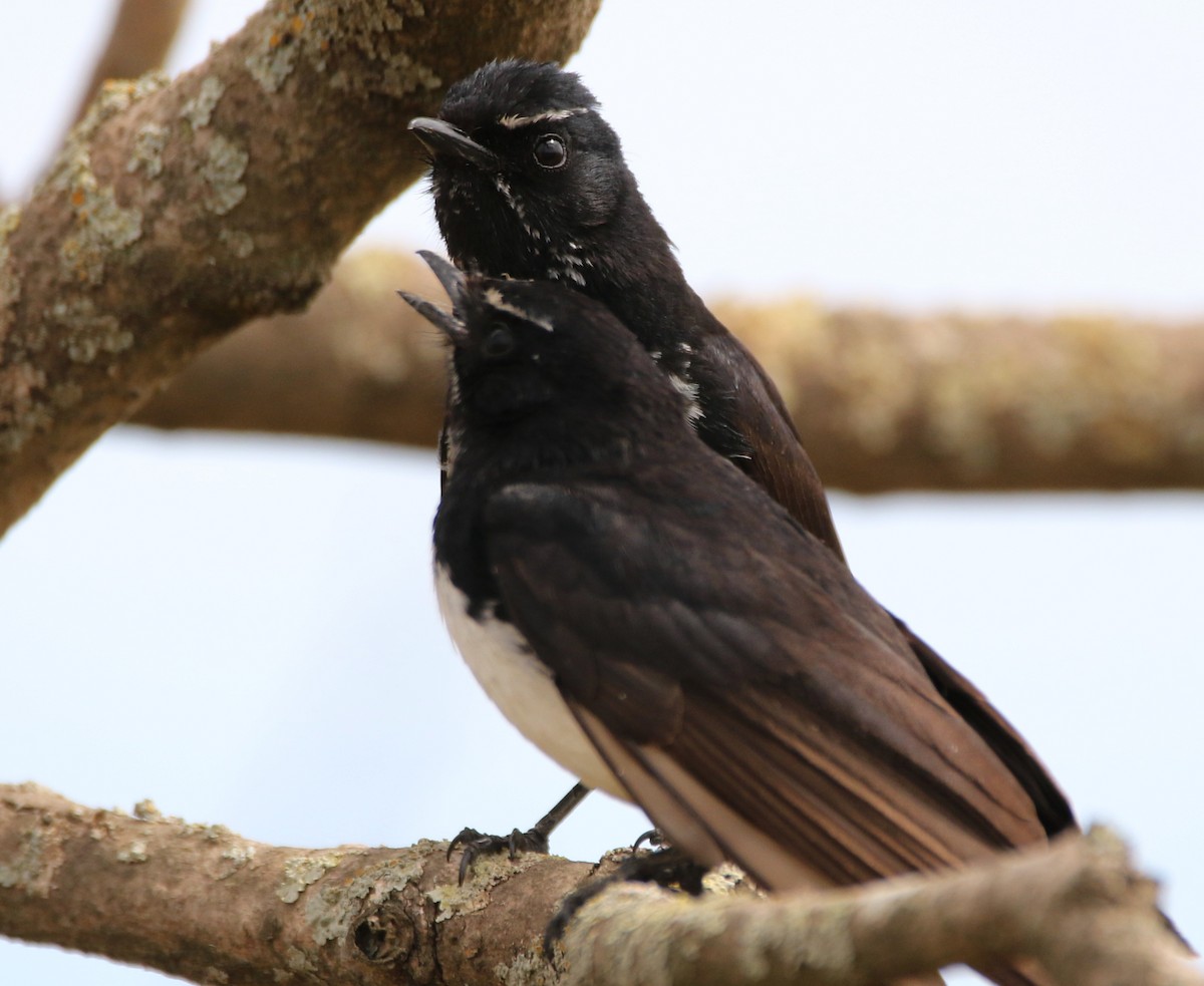 Willie-wagtail - Thalia and Darren Broughton