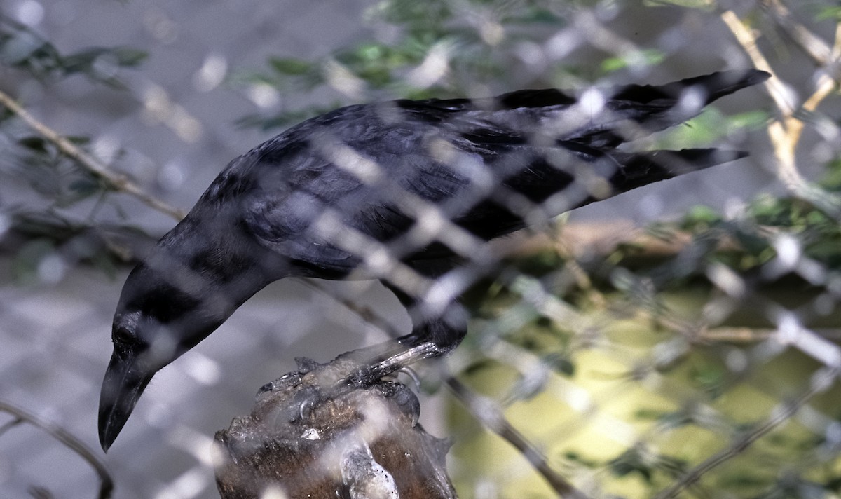 Slender-billed Crow (Sunda) - Josep del Hoyo