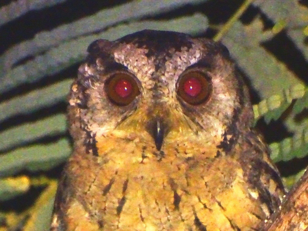 Indian Scops-Owl - ML71421921