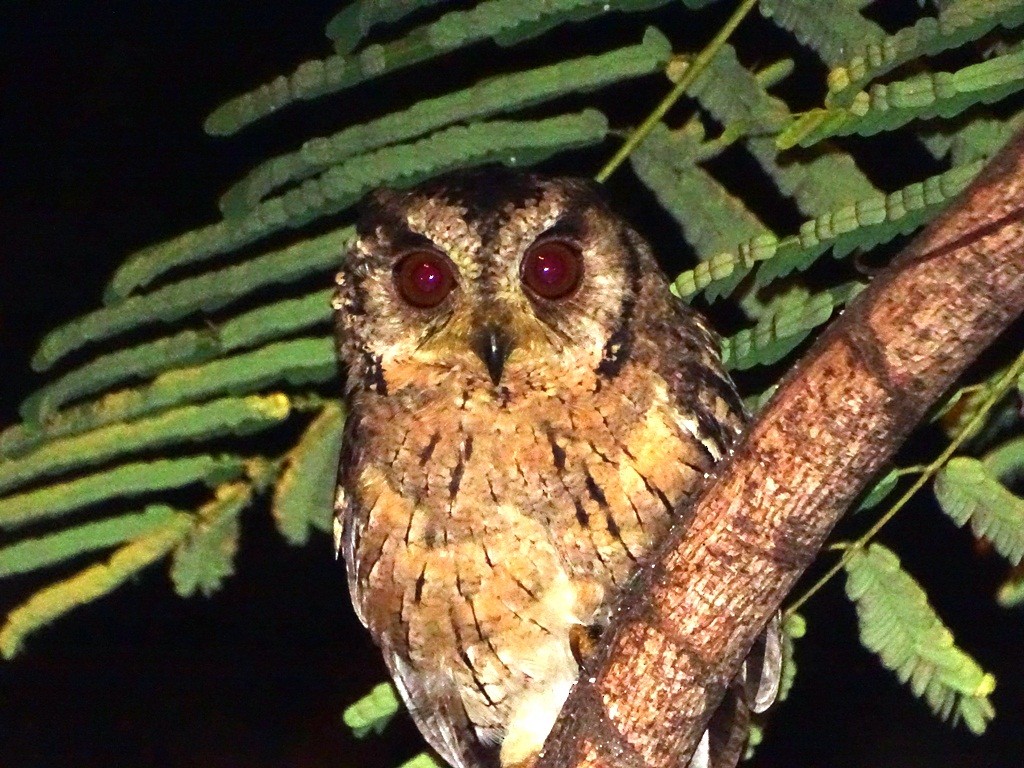 Indian Scops-Owl - Sreekumar Chirukandoth