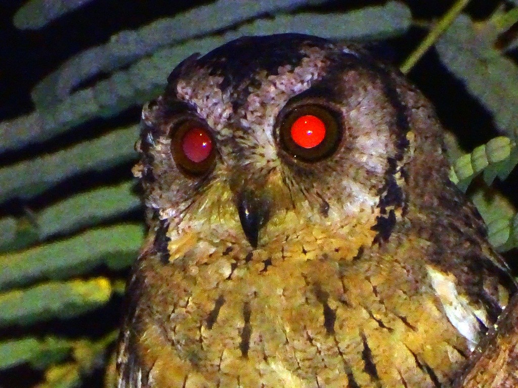 Indian Scops-Owl - Sreekumar Chirukandoth