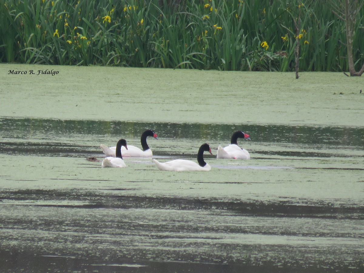 Black-necked Swan - ML71425031