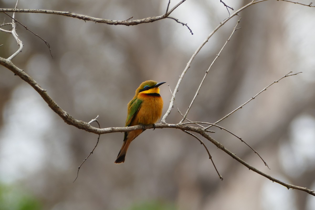 Little Bee-eater - Peter Kaestner