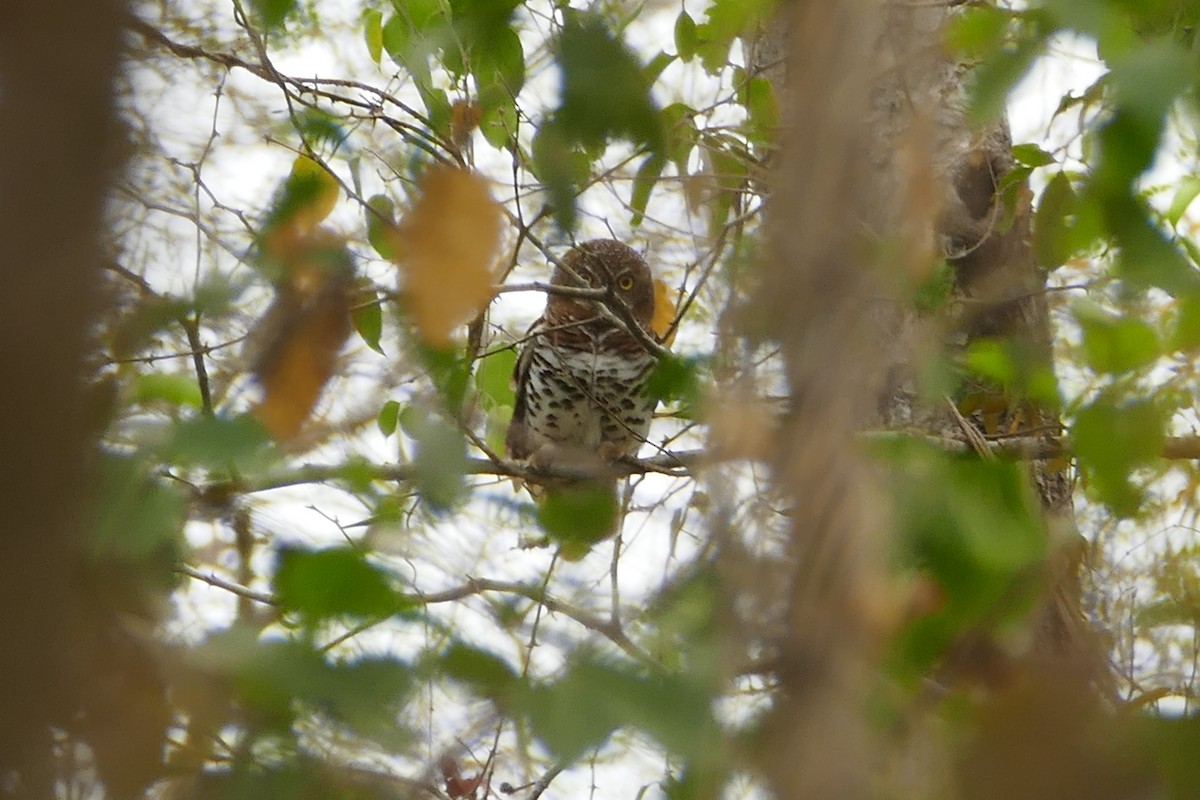 African Barred Owlet - Peter Kaestner