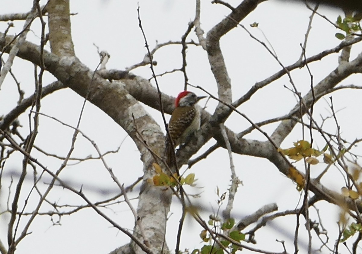 Golden-tailed Woodpecker - Peter Kaestner