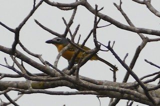  - Monteiro's Bushshrike