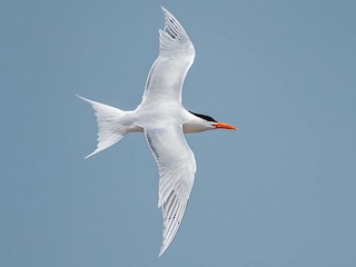 繁殖期の成鳥 - Mary Catherine Miguez - ML71427401