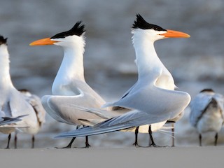นกเต็มวัยในฤดูผสมพันธุ์ - Patrick Maurice - ML71427421