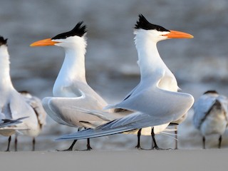 繁殖期成鳥 - Patrick Maurice - ML71427421