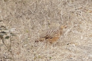  - Gray-striped Spurfowl