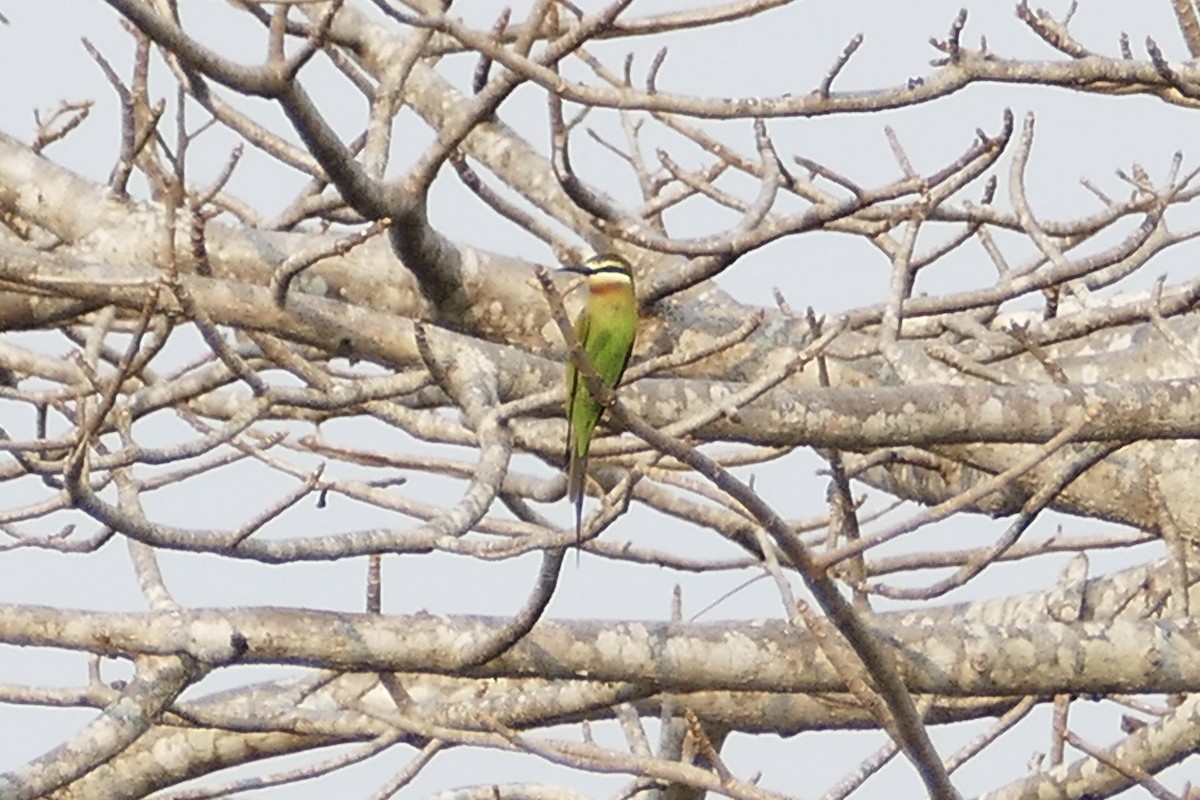 Blue-cheeked Bee-eater - Peter Kaestner