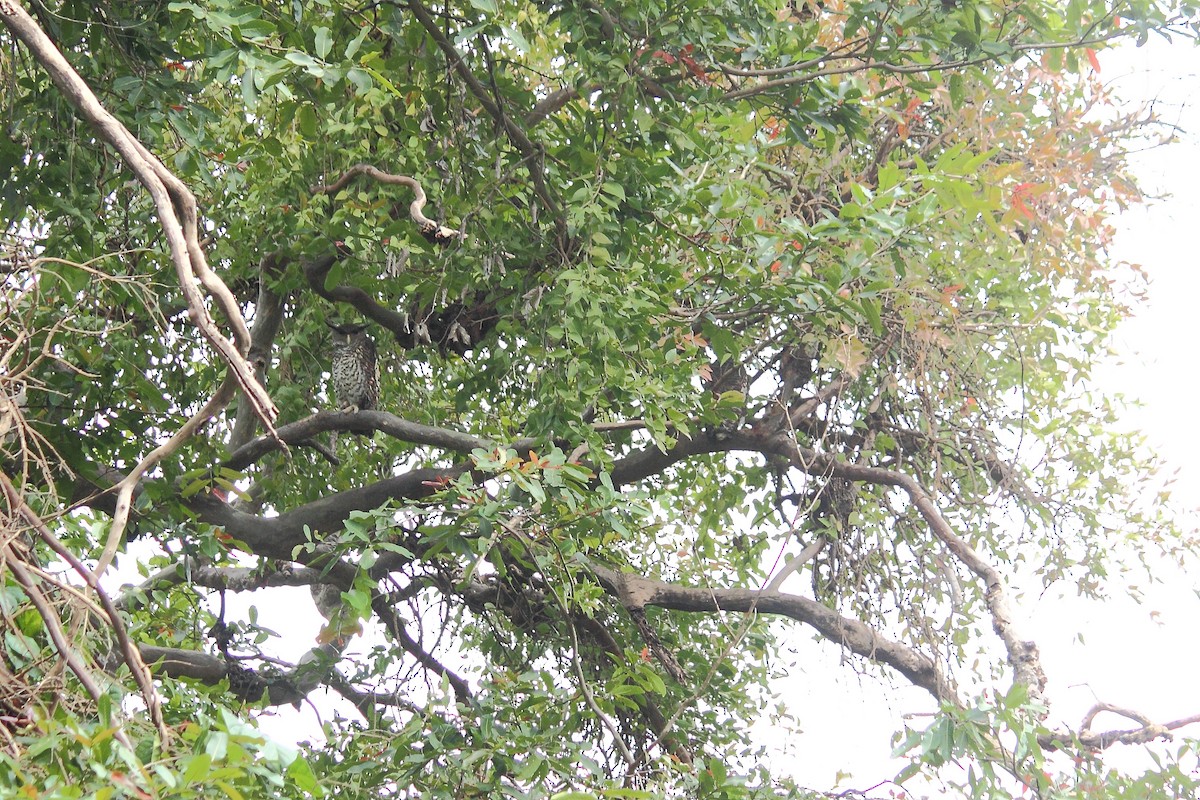 Spot-bellied Eagle-Owl - kuttettan munnar