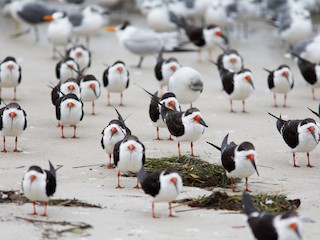  - Black Skimmer