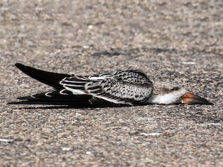  - Black Skimmer