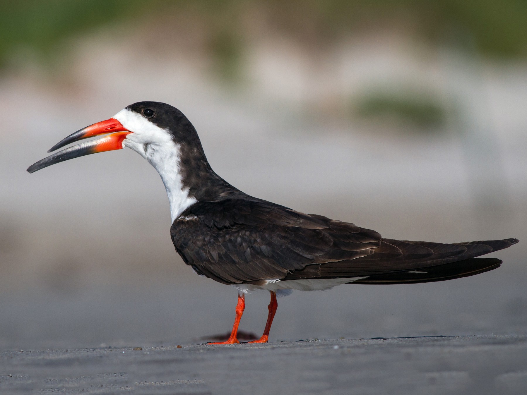 Black Skimmer - Ian Davies