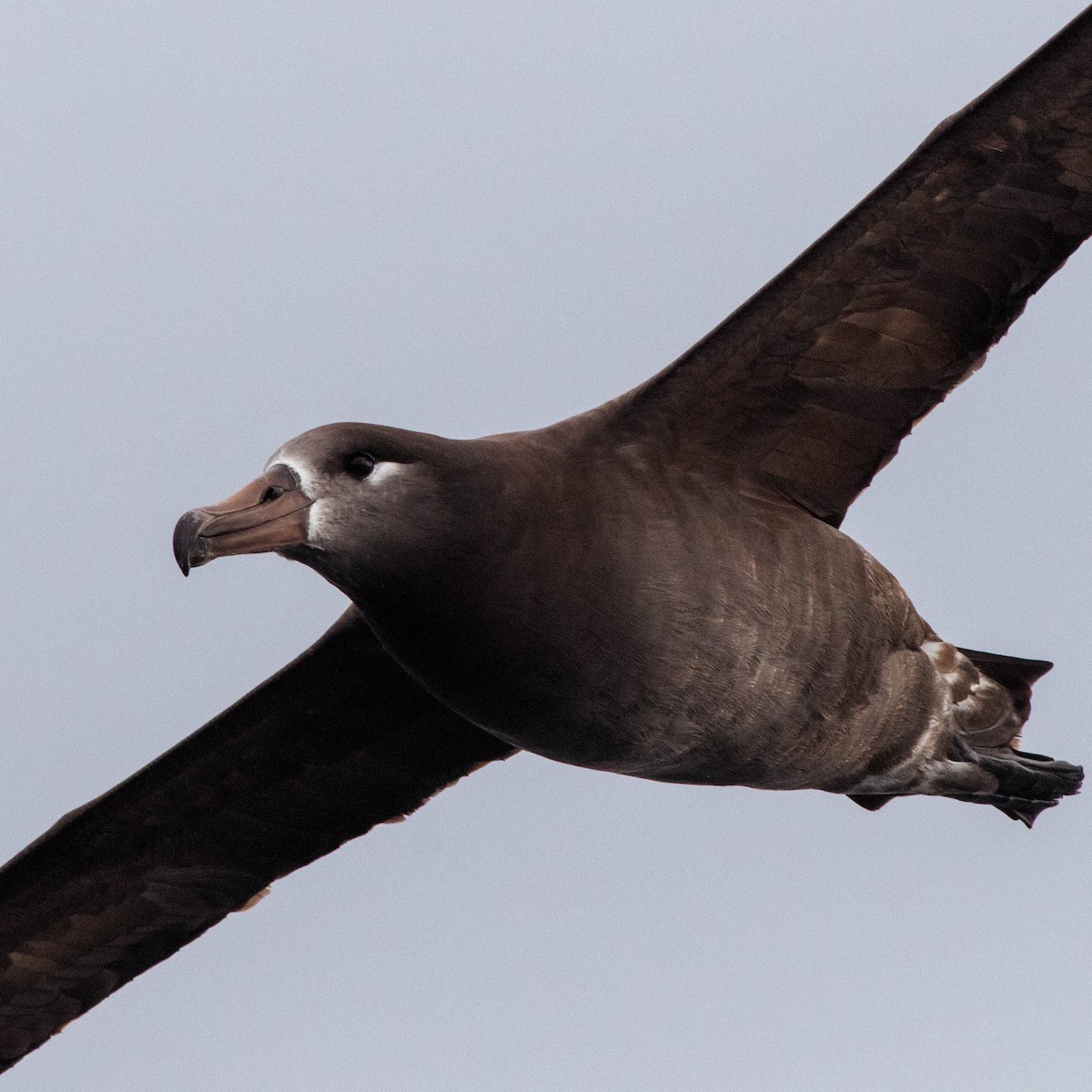 Black-footed Albatross - ML71431981