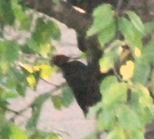 Black Woodpecker - Canan Atay