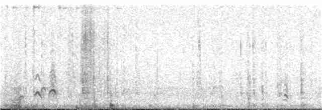 カナダカケス（obscurus／griseus） - ML71434051